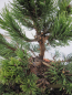 Preview: Pinus densiflora Edsal Wood 4